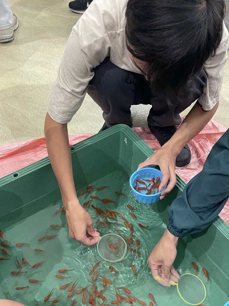 金魚すくいの様子